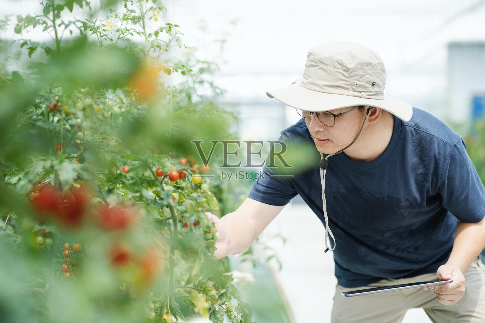 亚洲男性农民在温室工作照片摄影图片