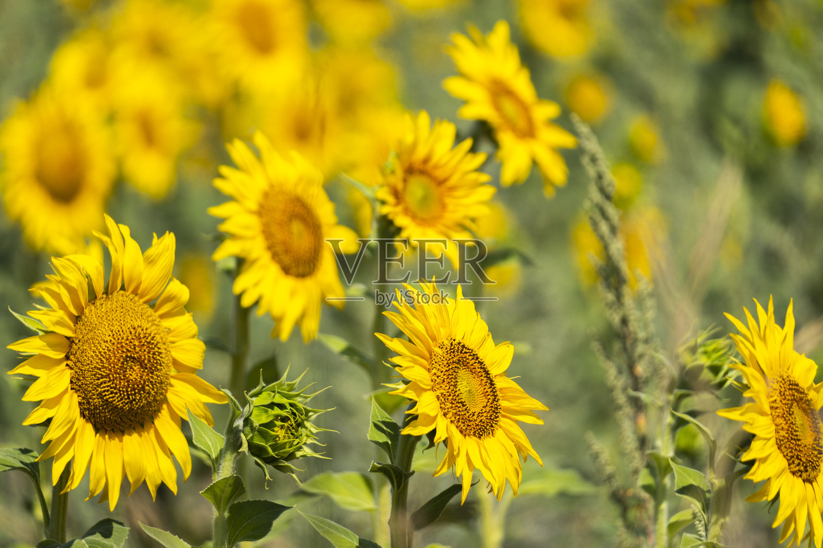夏季的向日葵田,向日葵特写,卡斯蒂利亚和莱昂照片摄影图片