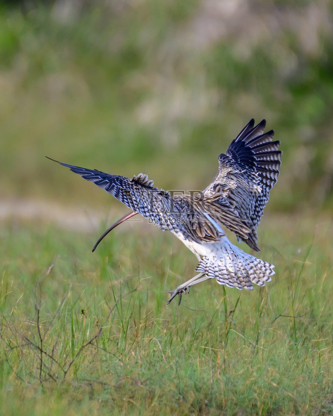 鸟的瞬间照片摄影图片