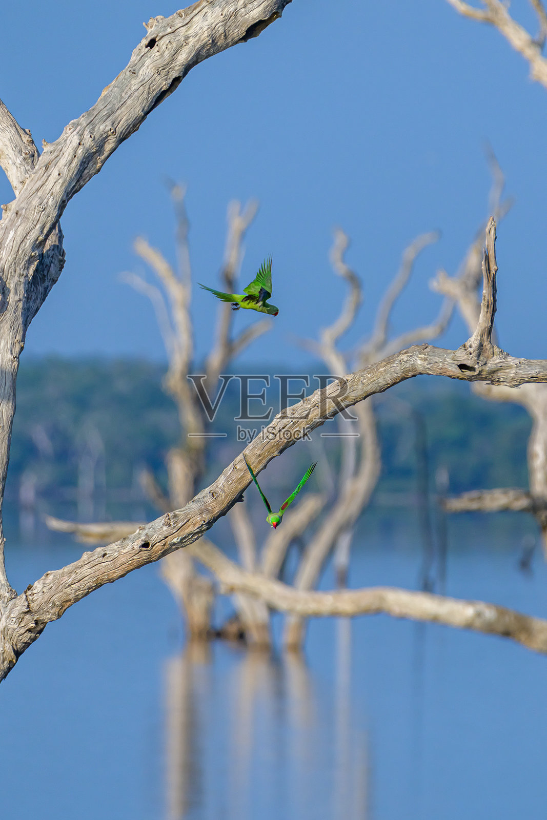 鸟的瞬间照片摄影图片