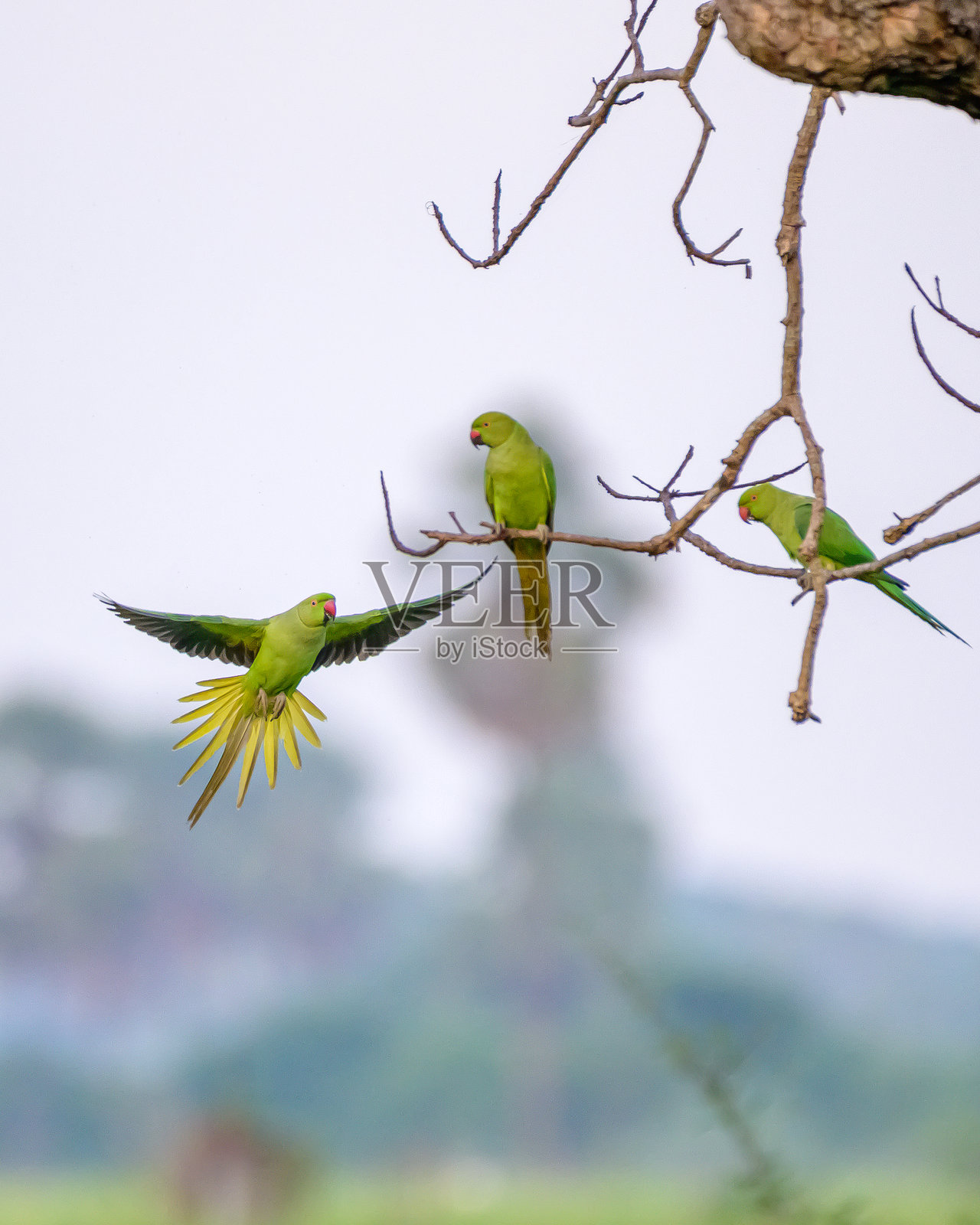 鸟的瞬间照片摄影图片