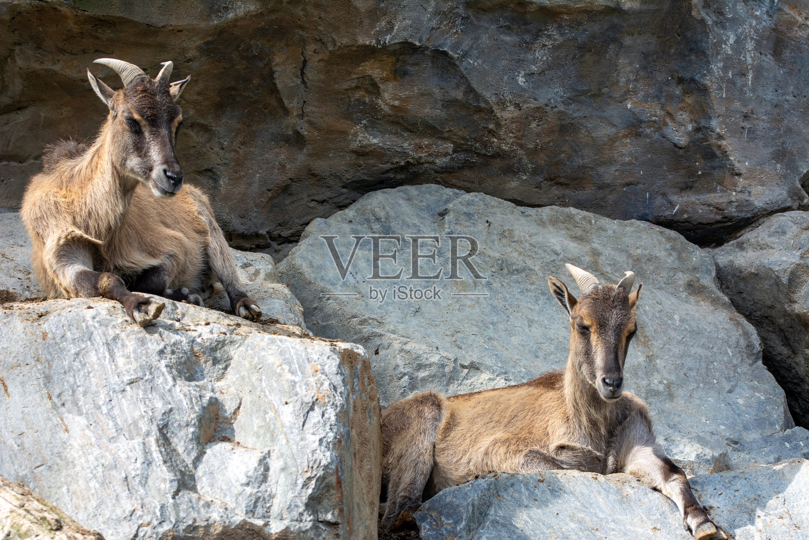 维也纳美泉宫动物园的山羊照片摄影图片