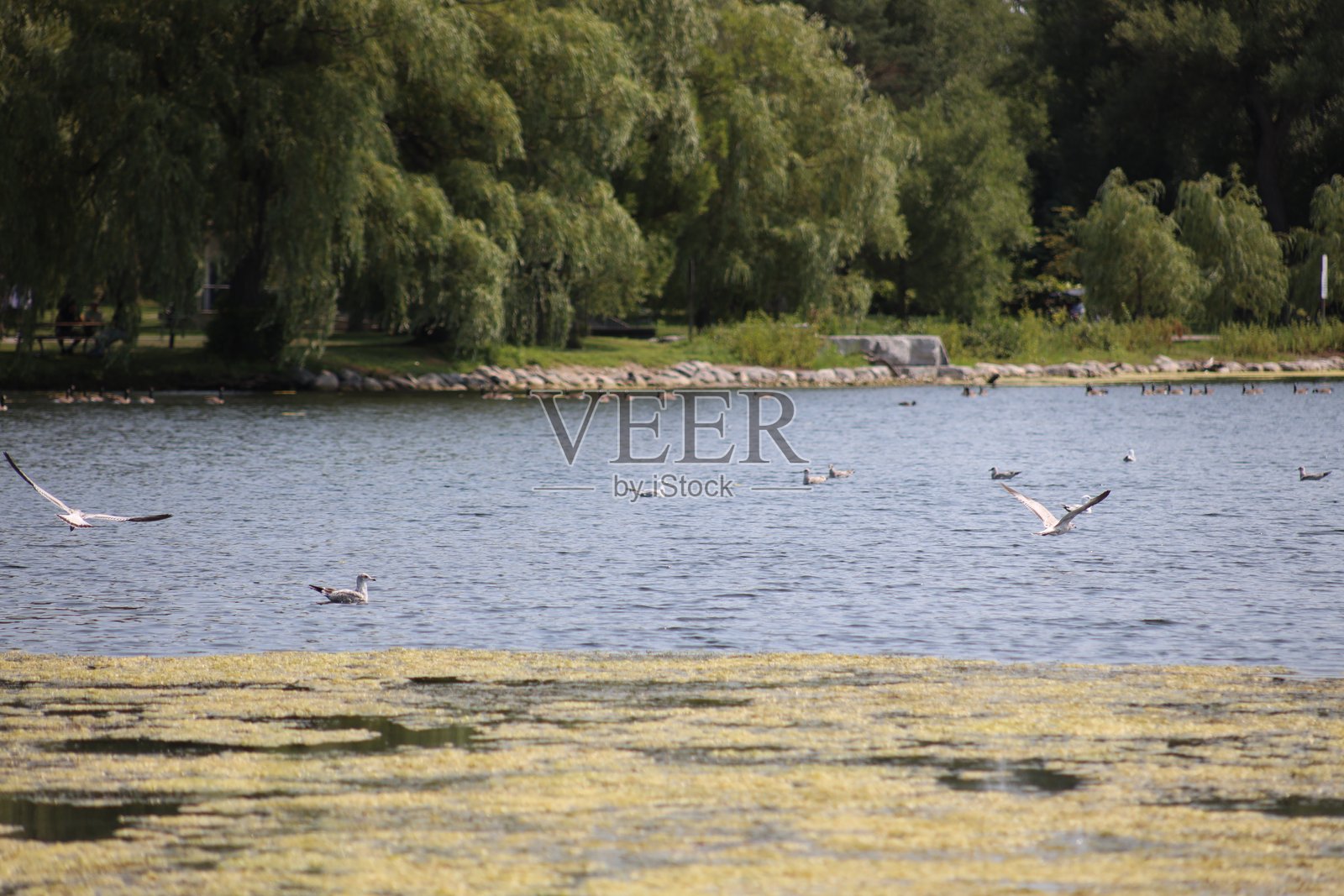 多伦多中央岛的湖泊、森林和一只信天翁的自然风光。照片摄影图片