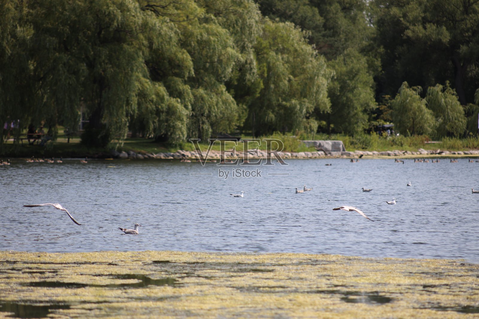 多伦多中央岛的湖泊、森林和一只信天翁野鸟的风景。照片摄影图片