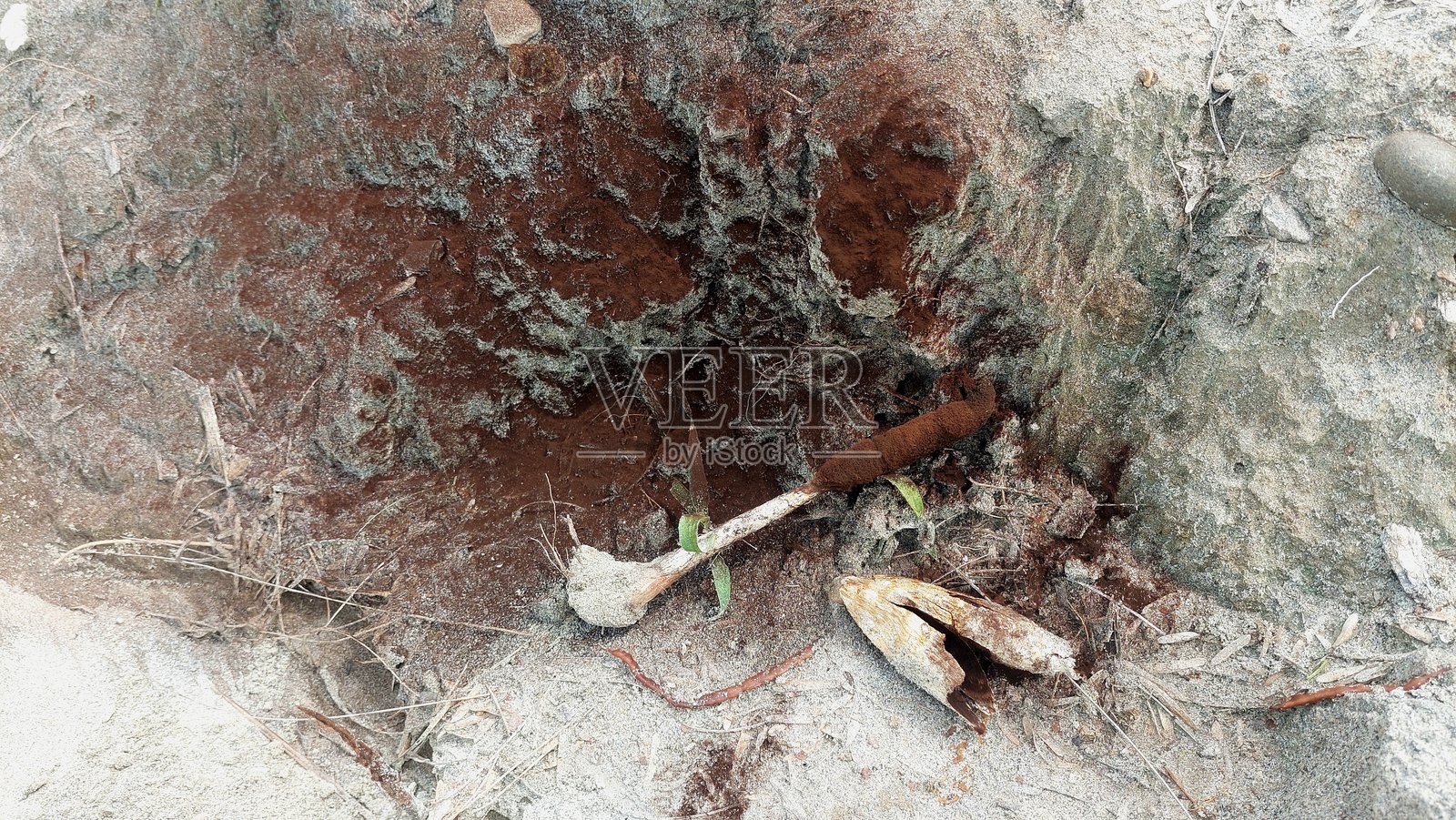 墨帽蘑菇的融化残留物与石头间的黑色孢子在草地土壤中照片摄影图片