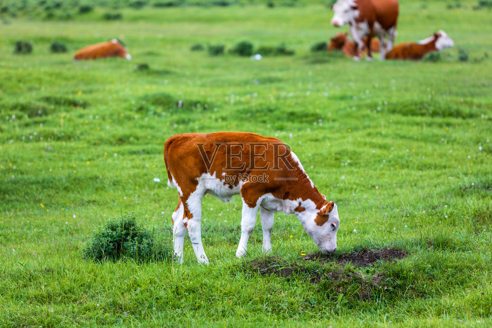 红色小牛在草地上吃草照片摄影图片