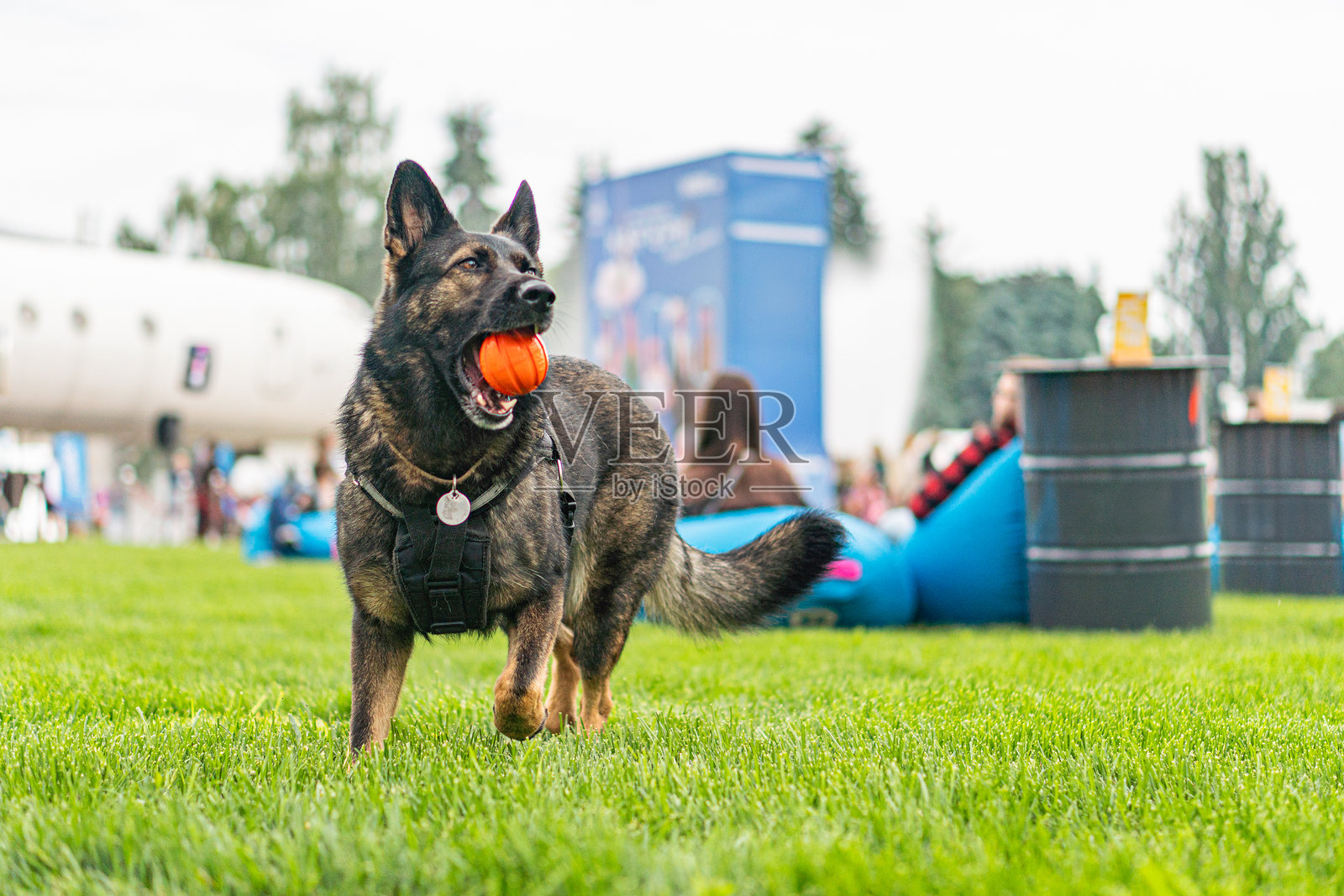 户外场景,大型德国牧羊犬与红色球,站在草地上,面向镜头,背景有潜在的公共活动或聚会帐篷、舞台,柔和的阴影显示出傍晚时分。照片摄影图片