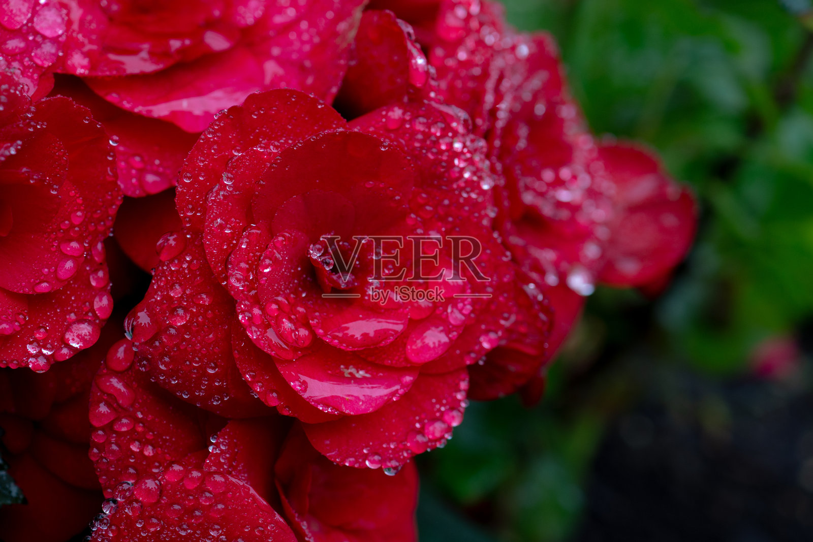 雨后露水点缀着深红色的花朵照片摄影图片