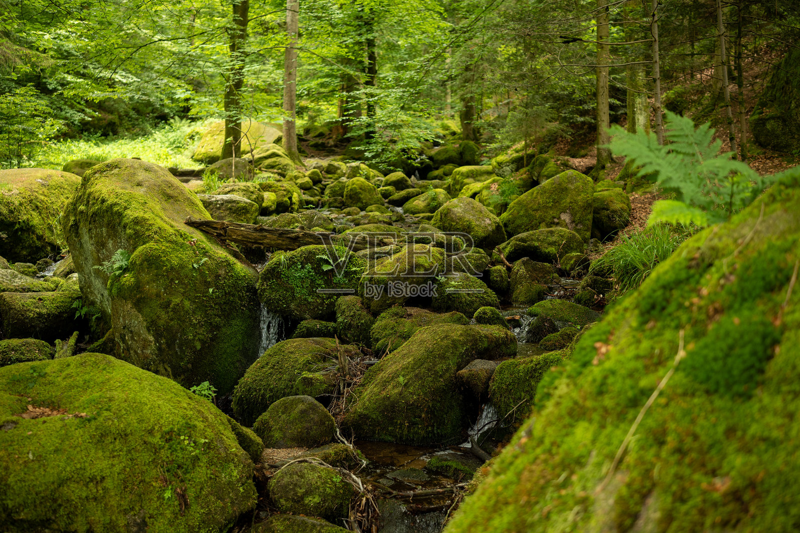 黑森林中的溪流与岩石照片摄影图片