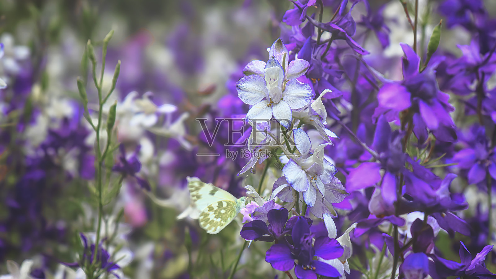 盛开的紫色和薰衣草色的飞燕草照片摄影图片