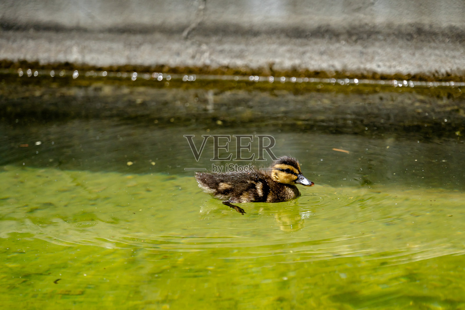 鸭子照片摄影图片