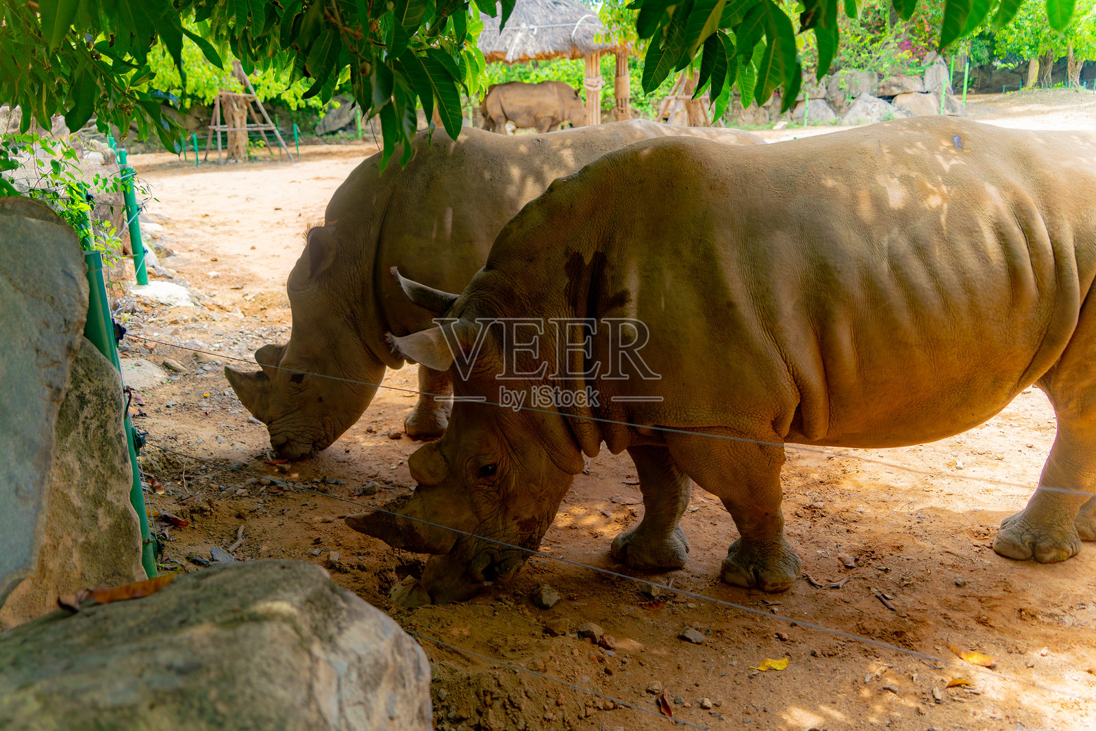 动物园里的犀牛。照片摄影图片