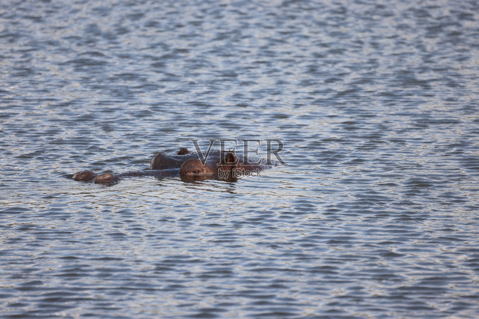河马照片摄影图片
