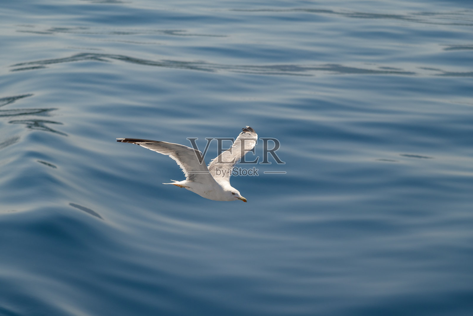 海鸥在阳光明媚的日子里飞翔在水面上照片摄影图片