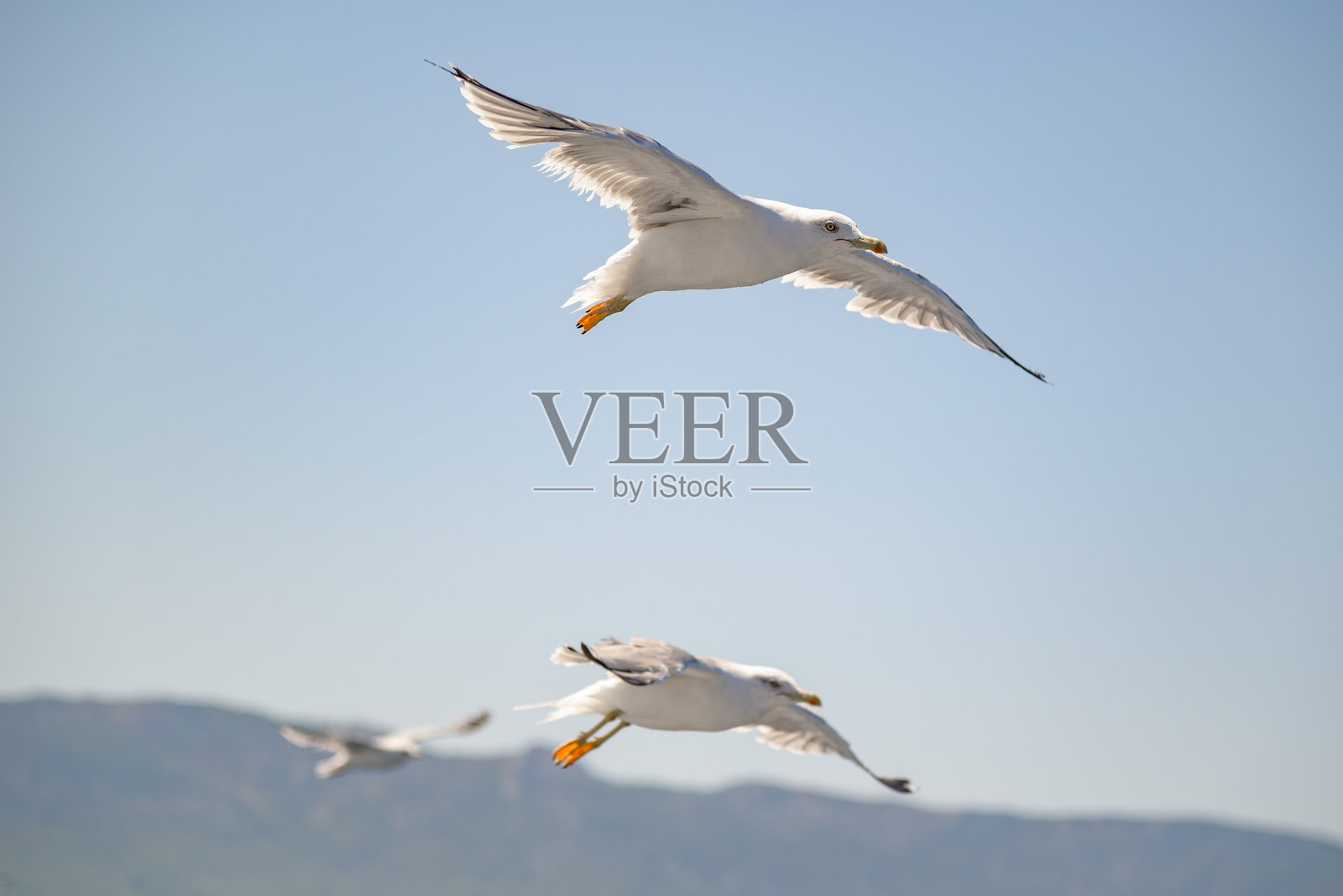 海鸥在阳光明媚的日子里飞翔在水面上照片摄影图片