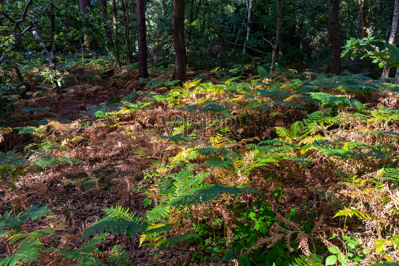 阳光照耀下的蕨类植物,绿色和棕色的叶片在英格兰梅西塞德郡的威拉尔森林中。照片摄影图片