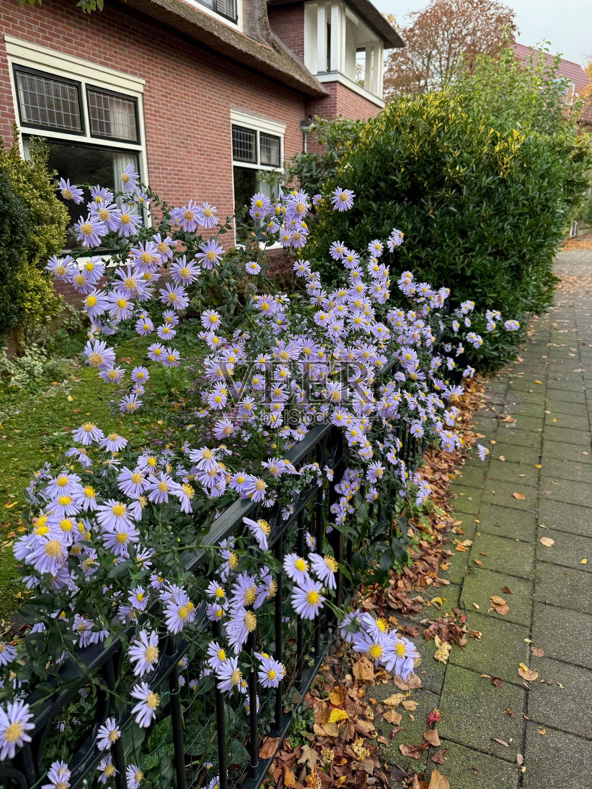 美丽的紫色花朵和秋天住宅区干枯的落叶照片摄影图片