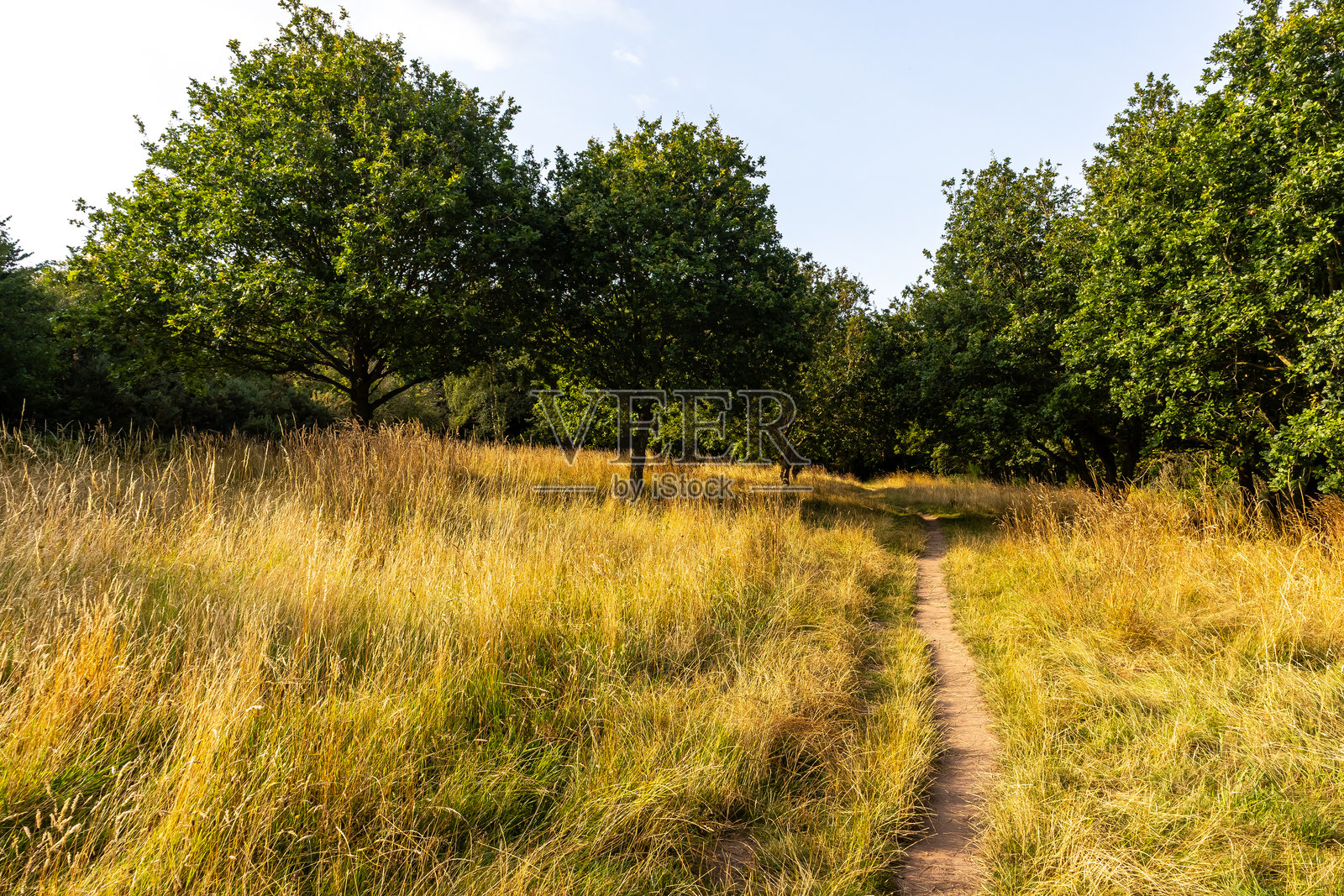 阳光明媚的草地上蜿蜒的小路,周围是夏末的树木,位于英格兰梅西塞德郡的威勒尔。照片摄影图片