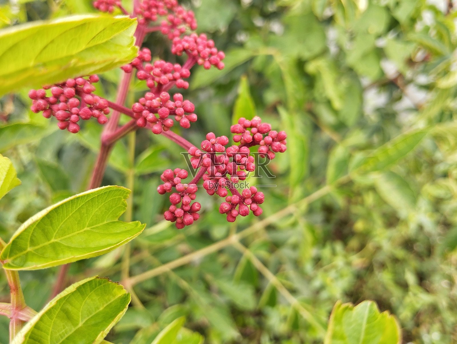 西印度冬青花(Leea guineensis)在户外花园中照片摄影图片