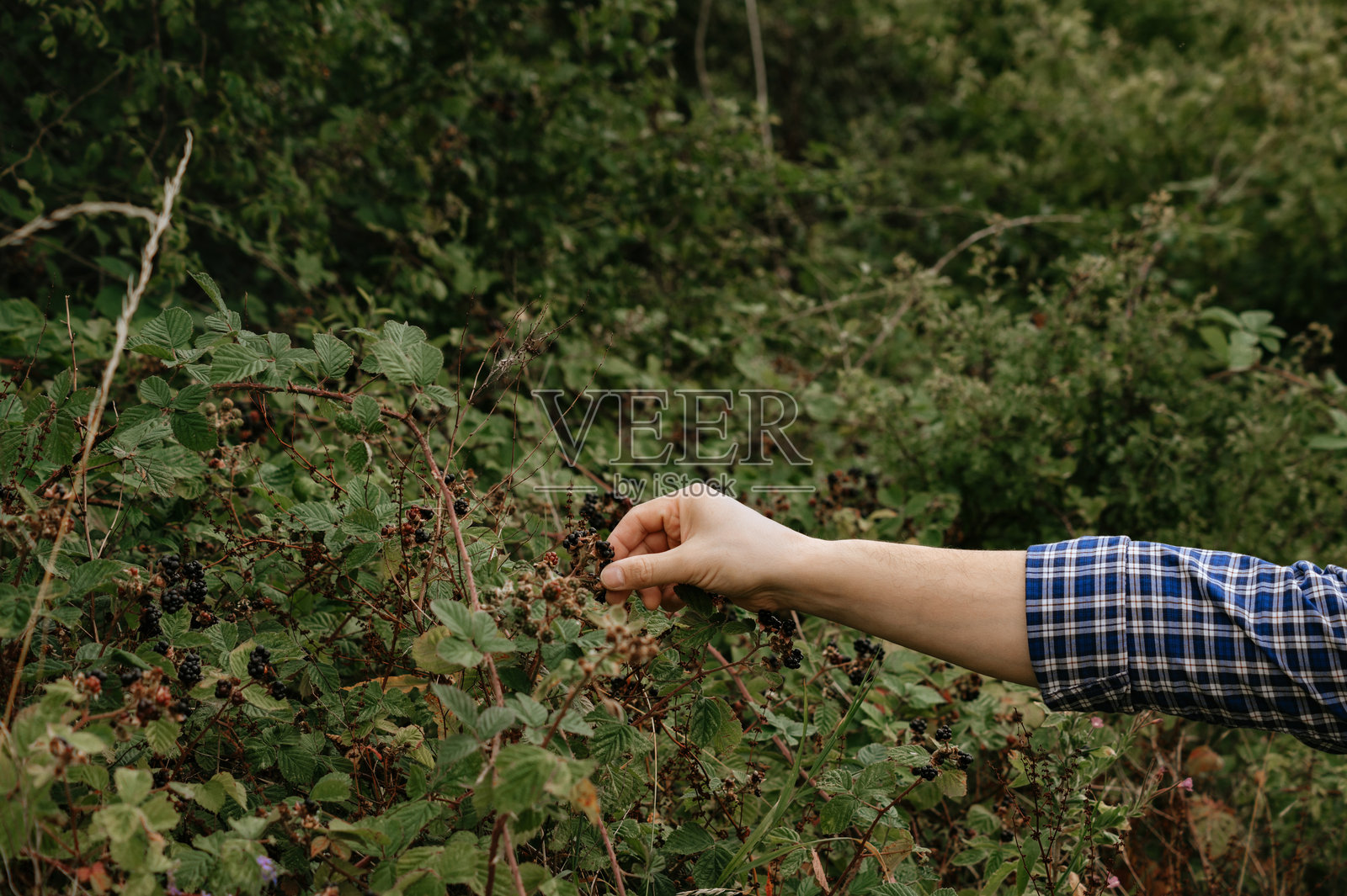 男人手工采摘野生黑莓。照片摄影图片