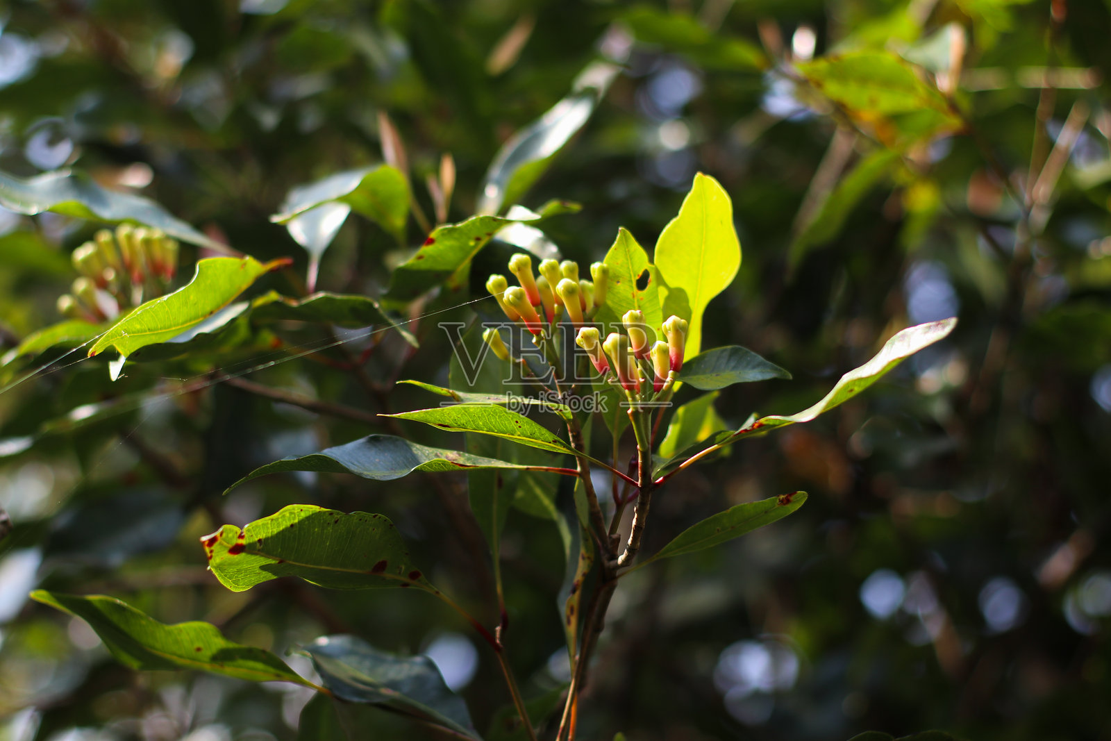 新鲜的丁香花蕾在树枝上照片摄影图片