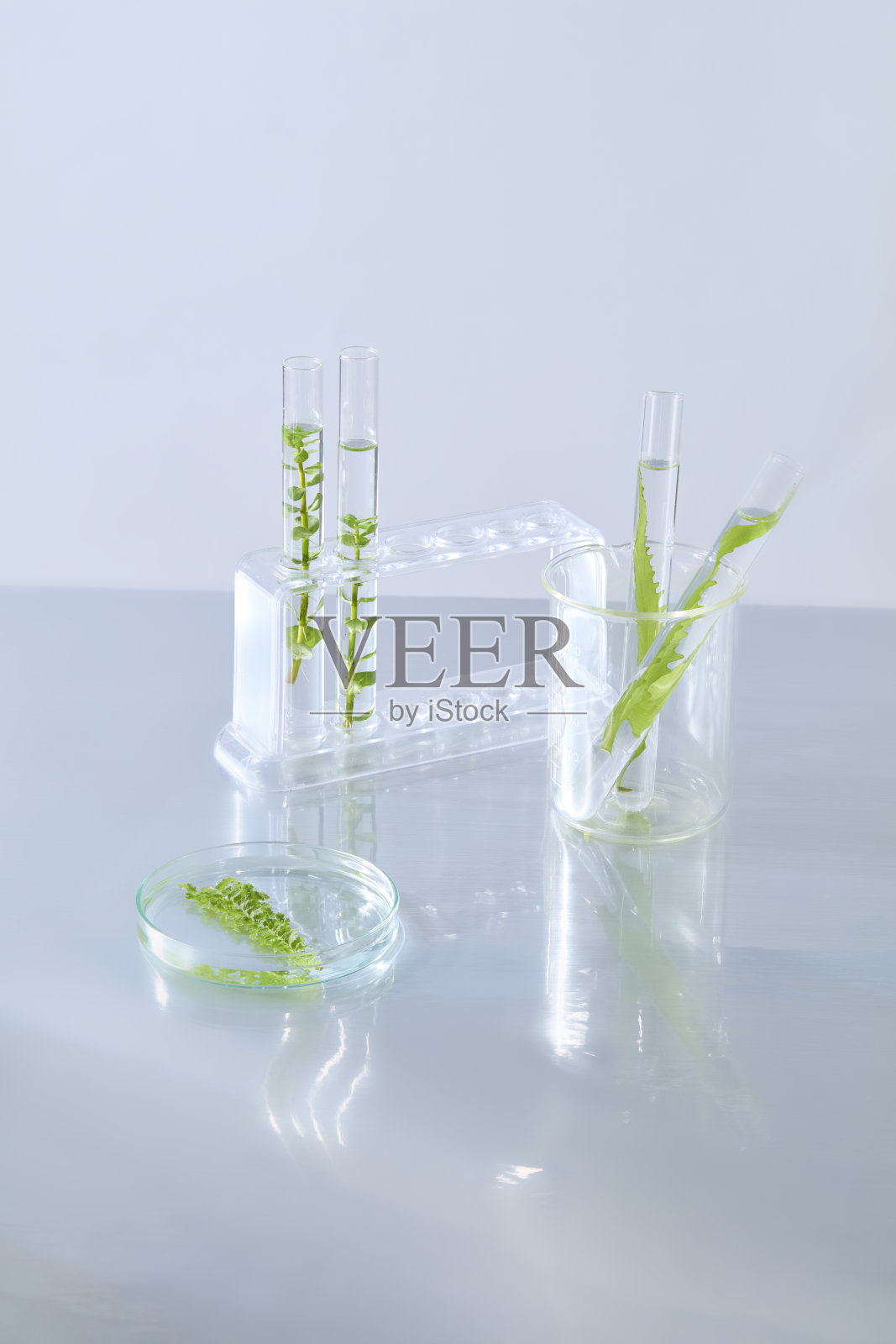 科学玻璃器皿中装有水和新鲜的绿色叶子,旁边是一个苔藓球,象征着植物研究和简洁设计。照片摄影图片