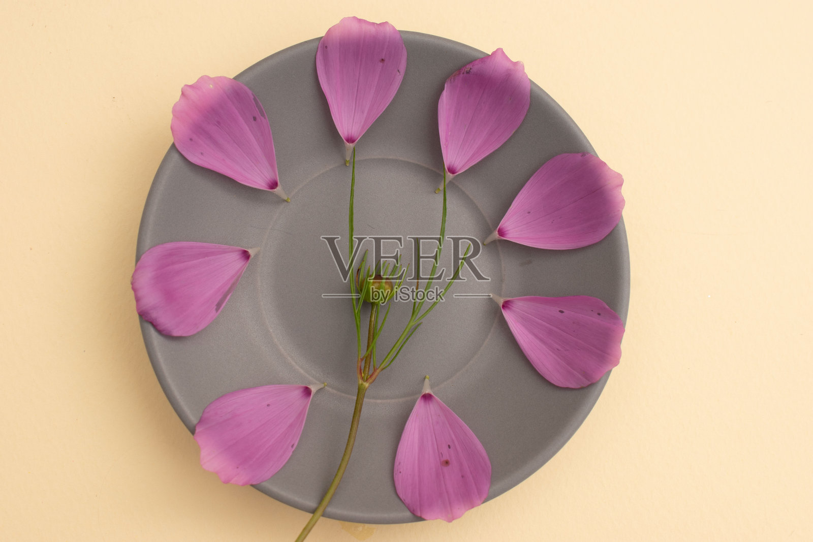 灰色极简风格的紫红色花朵在盘子里照片摄影图片