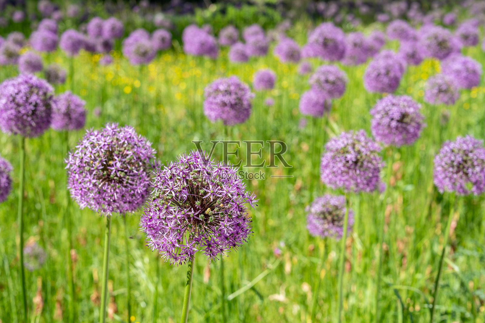 田野中的紫色绣球花照片摄影图片