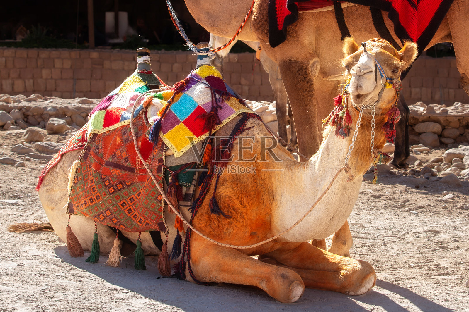 微笑的骆驼特写肖像,约旦照片摄影图片