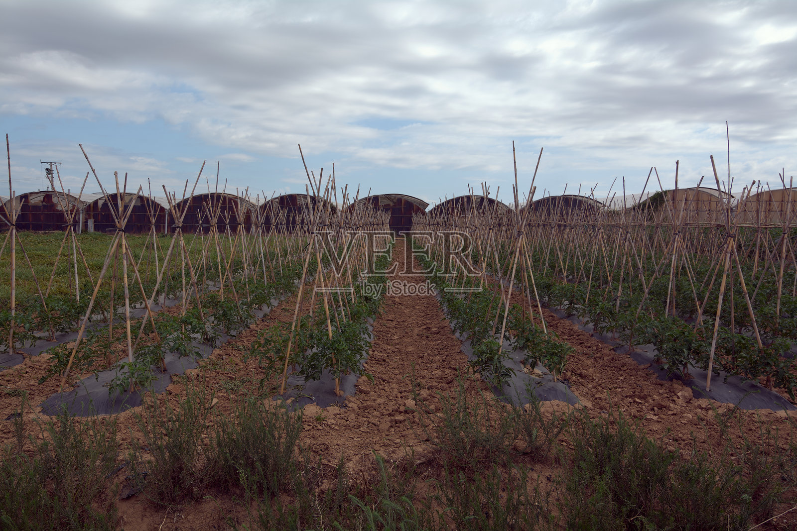 维拉德坎斯的蔬菜田与支柱照片摄影图片