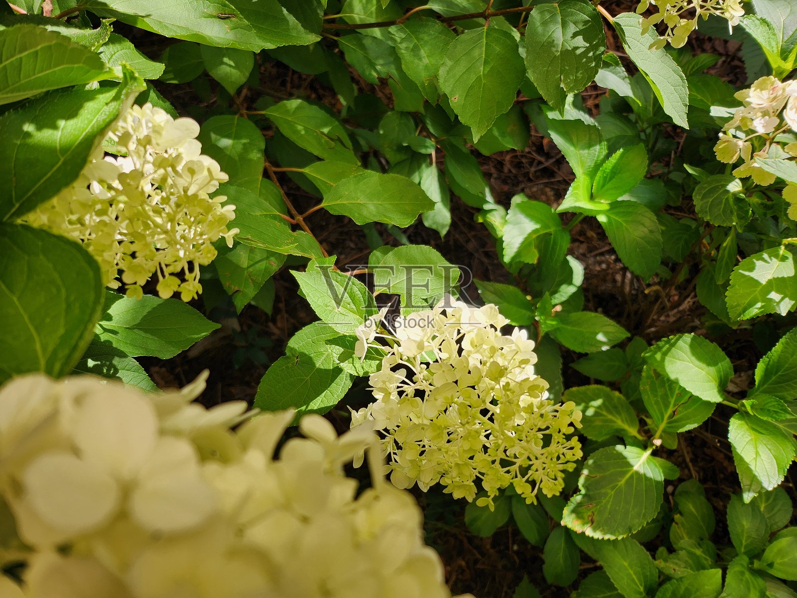 白色绣球花。照片摄影图片