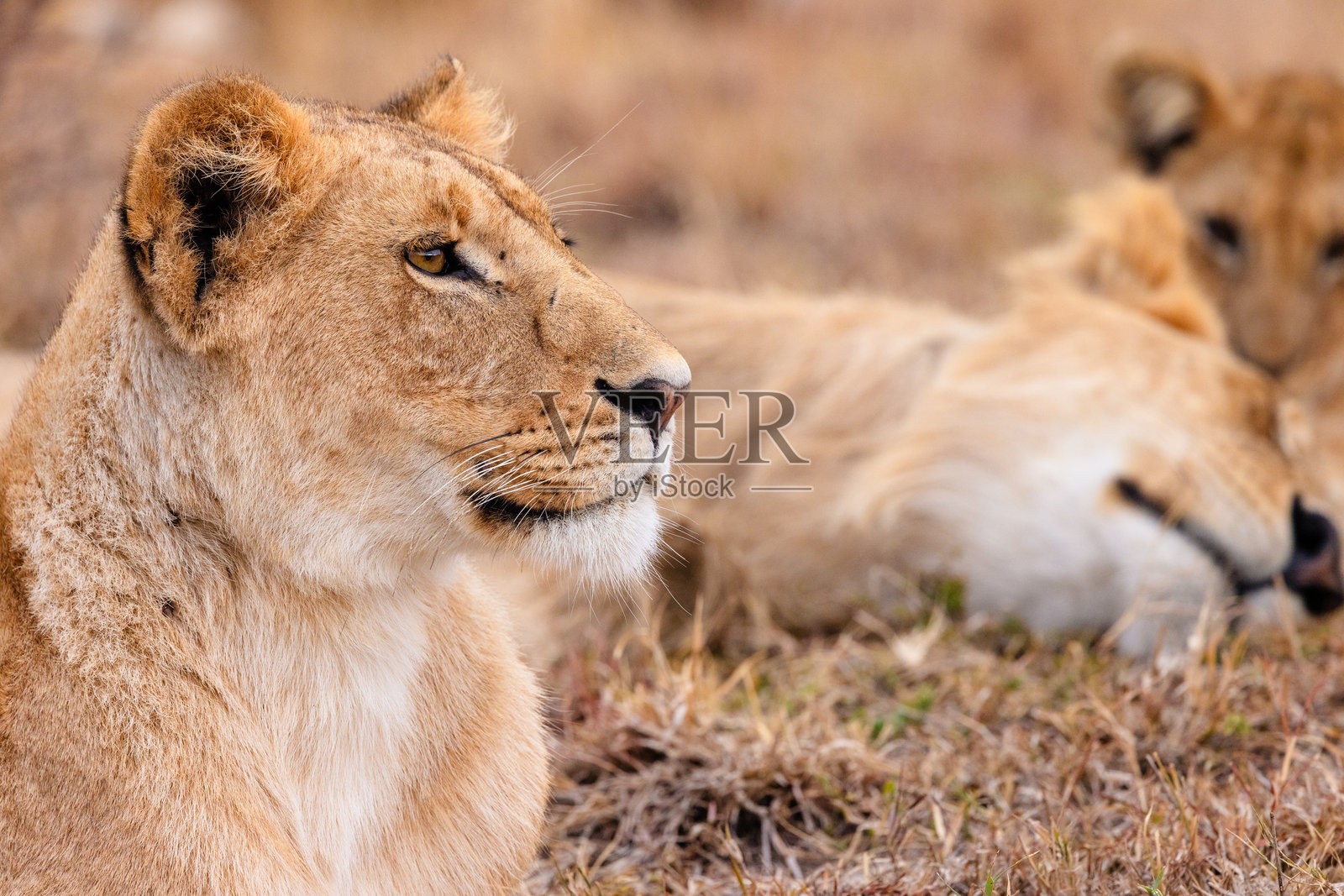 雌狮照片摄影图片