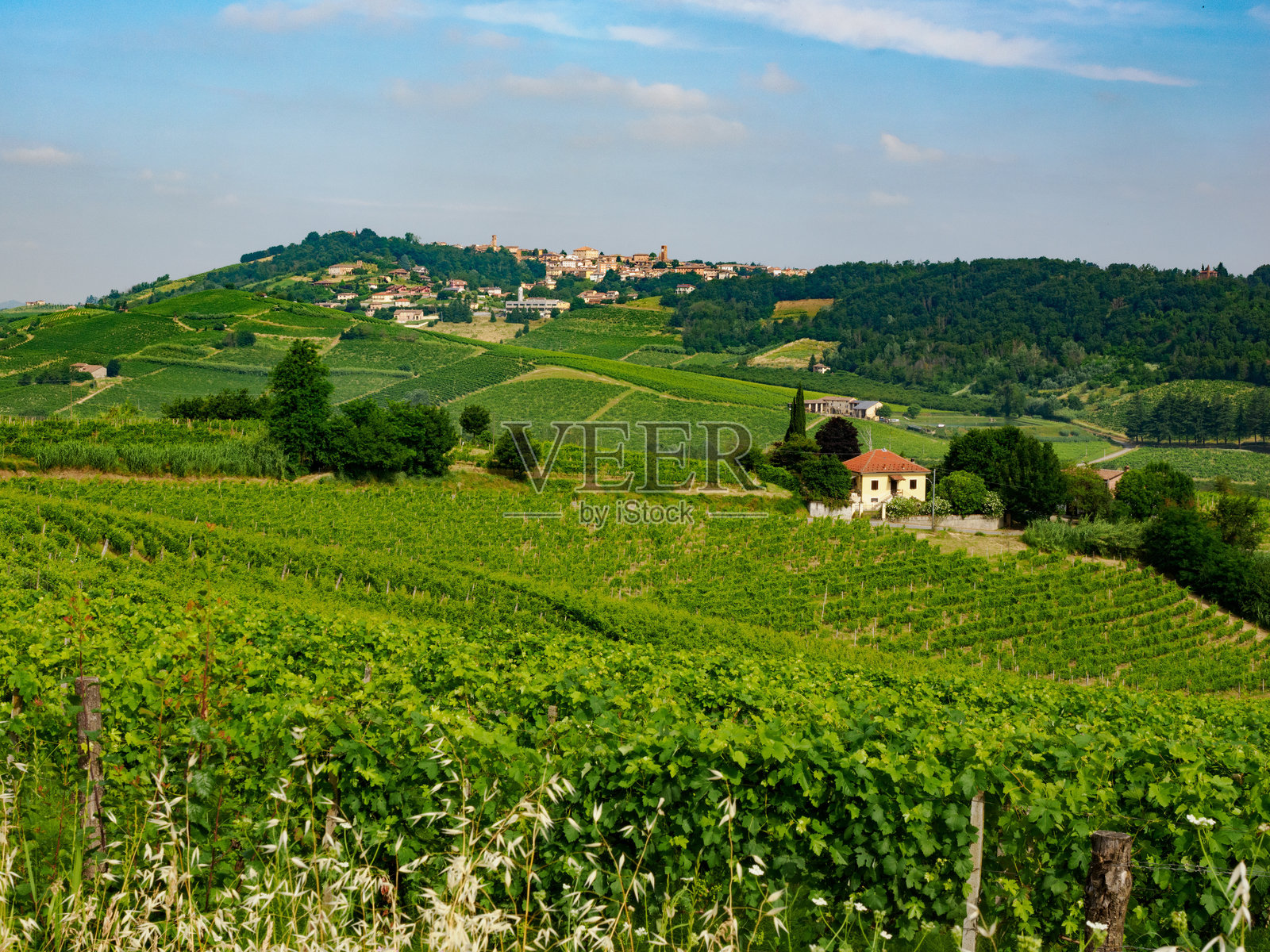 意大利亚历山德里亚省马兰扎纳附近的蒙费拉托葡萄园照片摄影图片