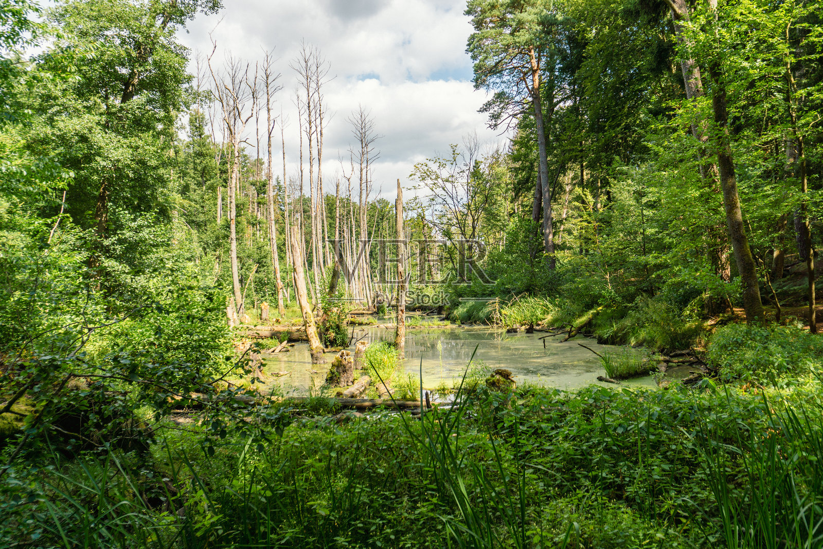 布兰登堡州布里塞塔尔的田园风光,风景保护区照片摄影图片
