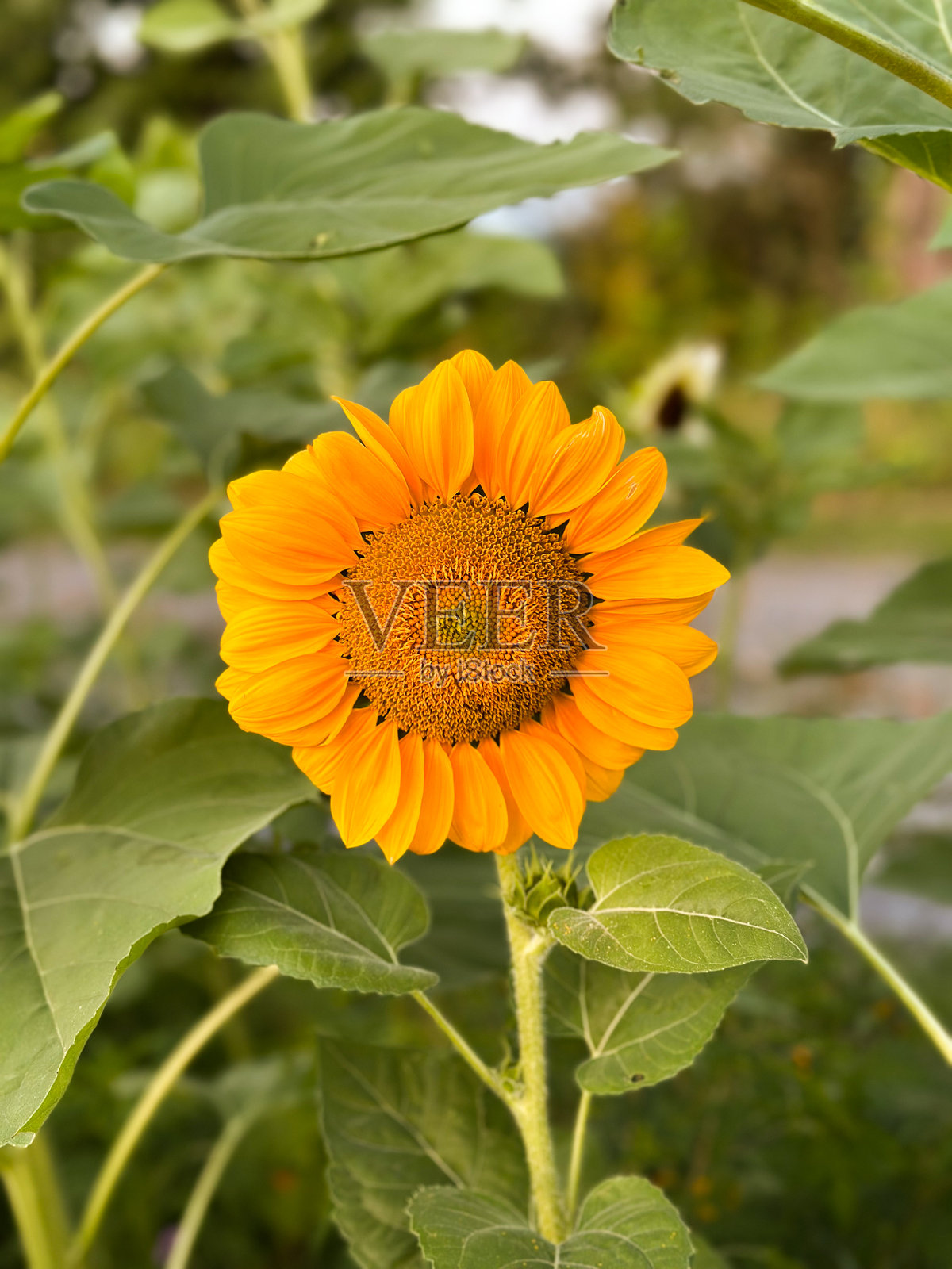 向日葵照片摄影图片