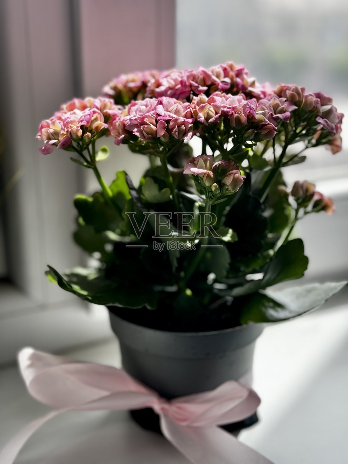 窗台上的粉色伽蓝菜照片摄影图片