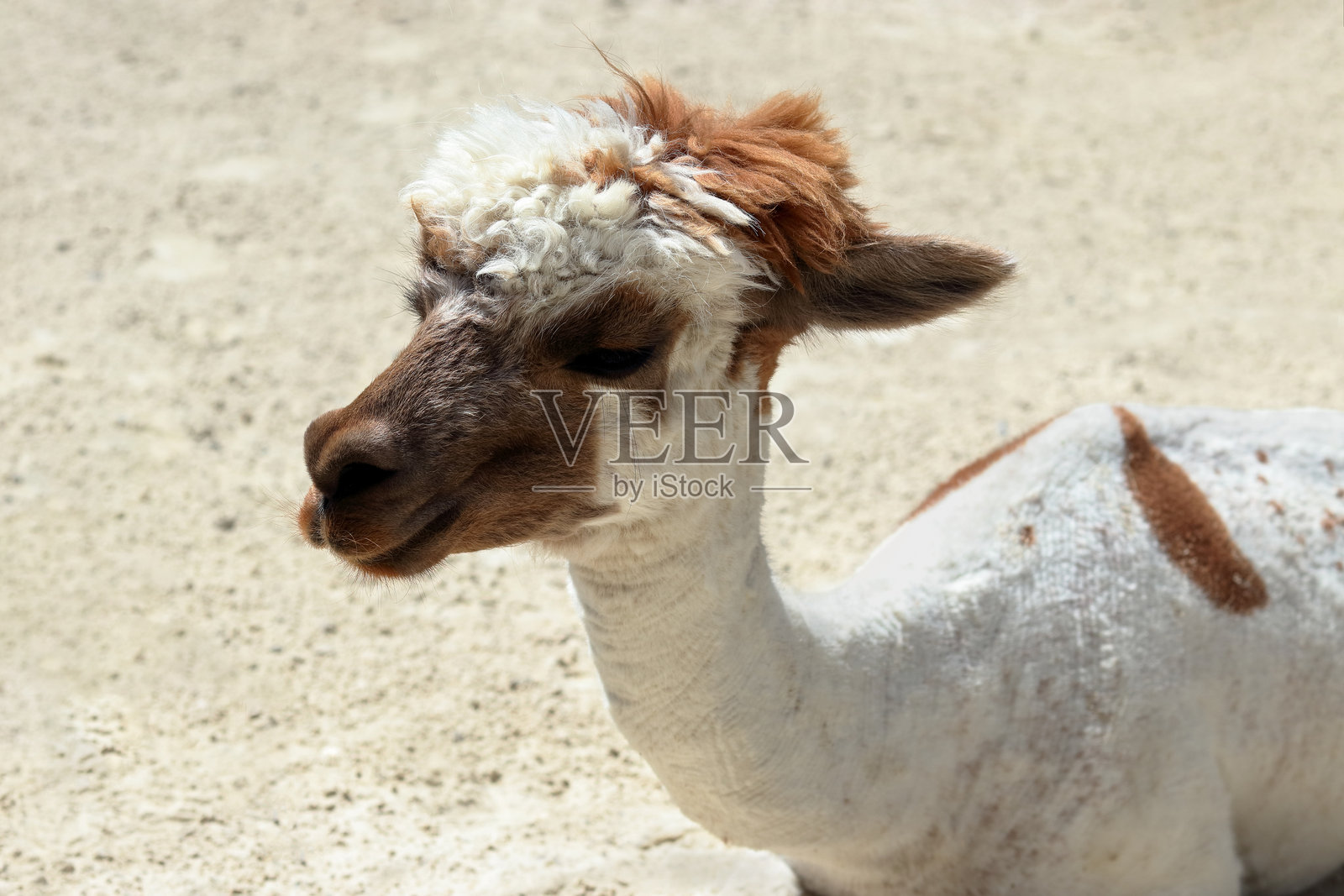 剃毛的羊驼在沙滩上休息照片摄影图片