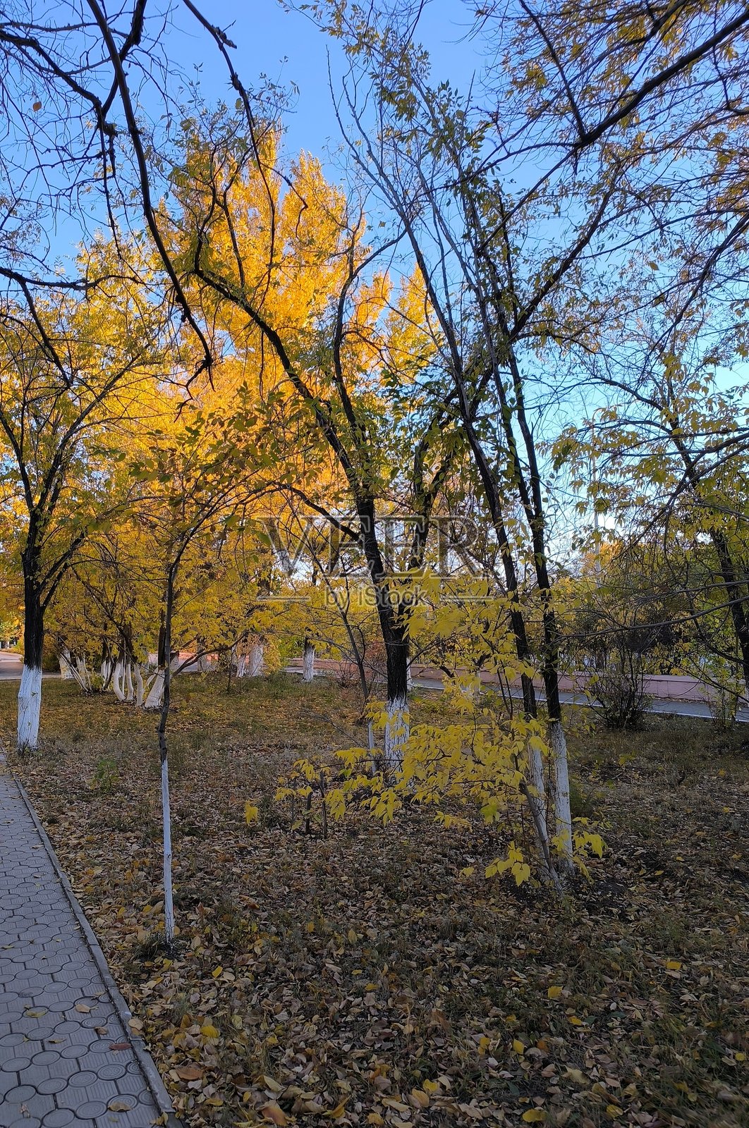 金色秋季风景,城市公园中的黄树和落叶。宁静的秋季时光照片摄影图片