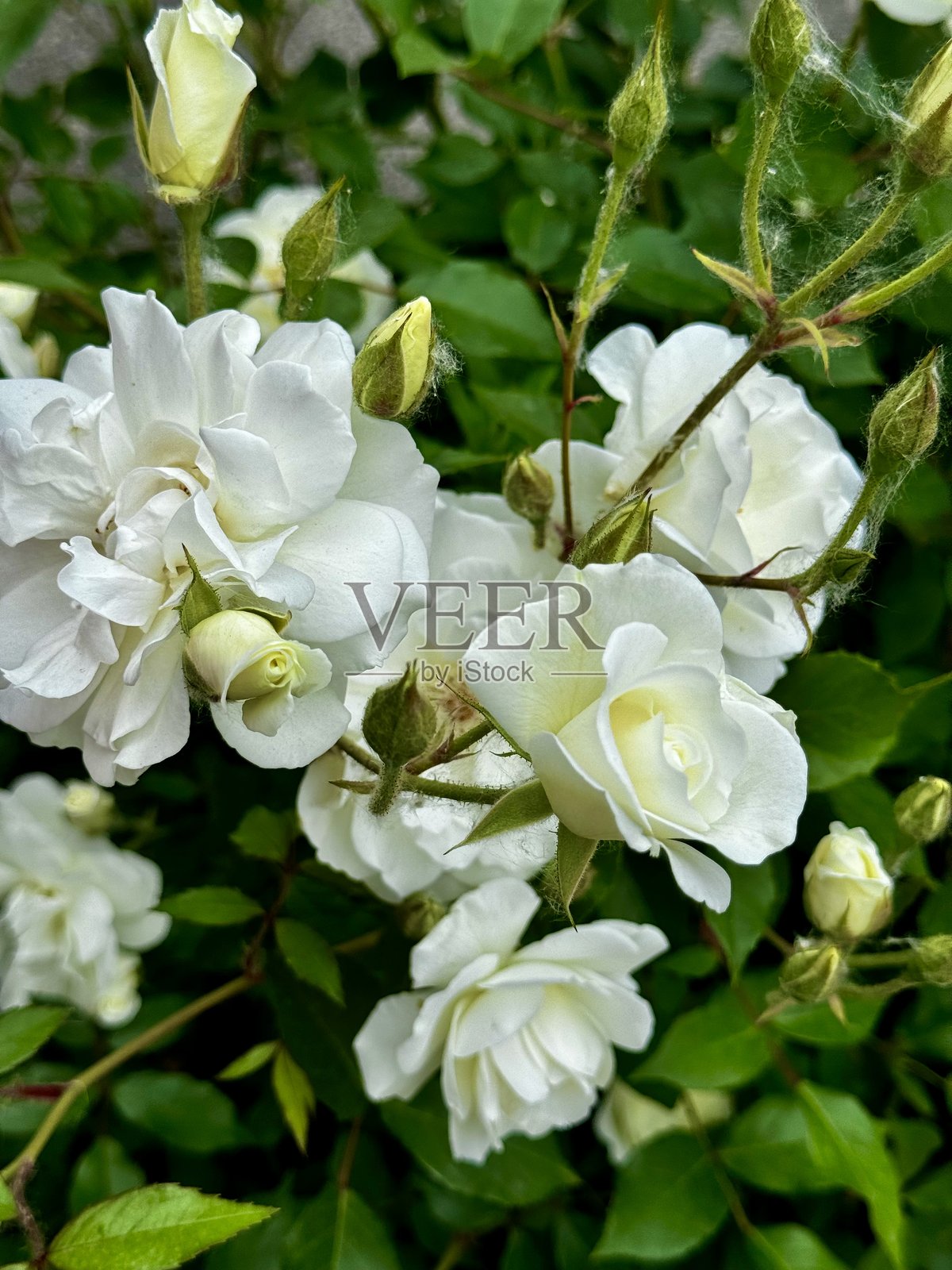 花园中盛开的白玫瑰照片摄影图片