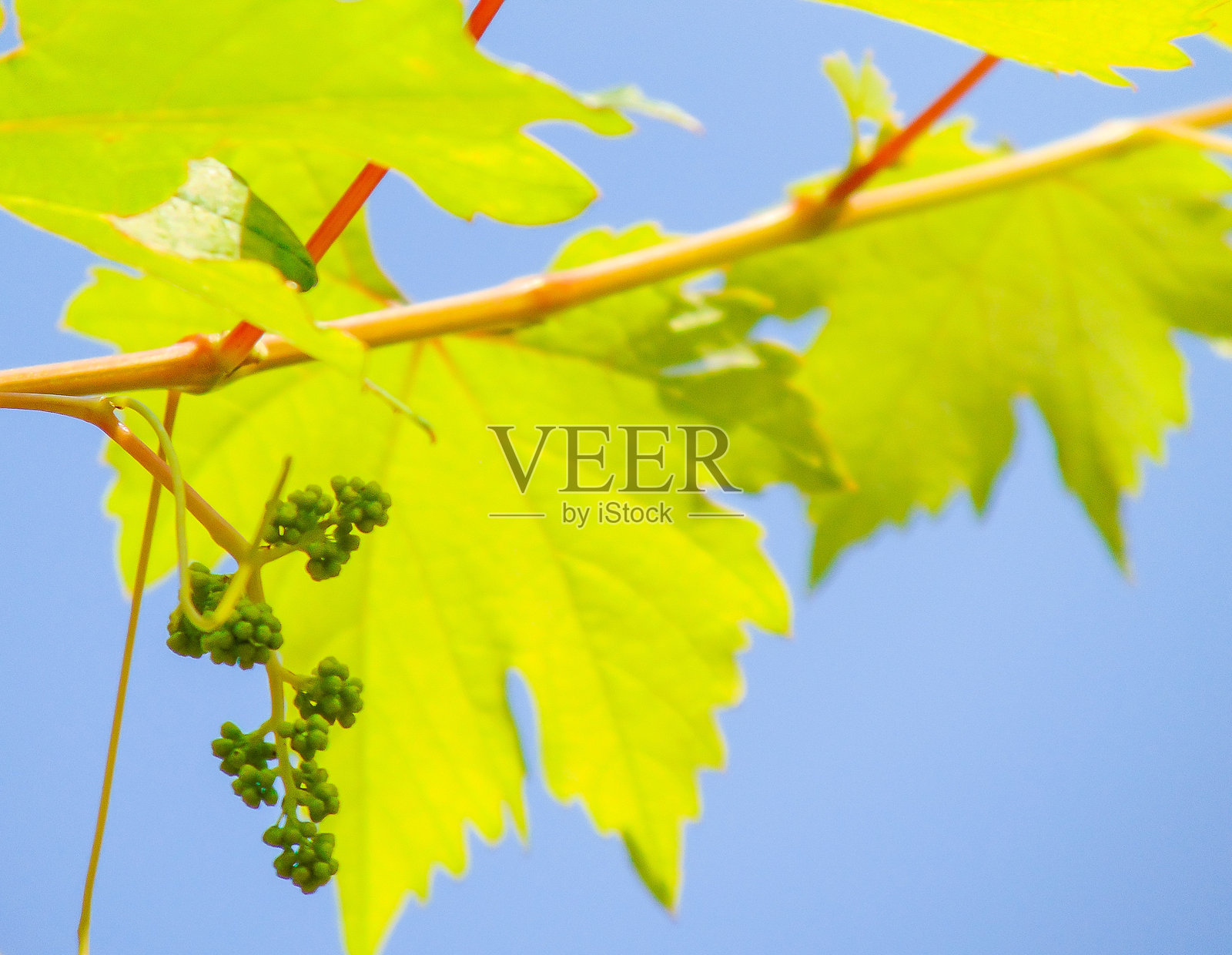 夏日里的葡萄芽照片摄影图片