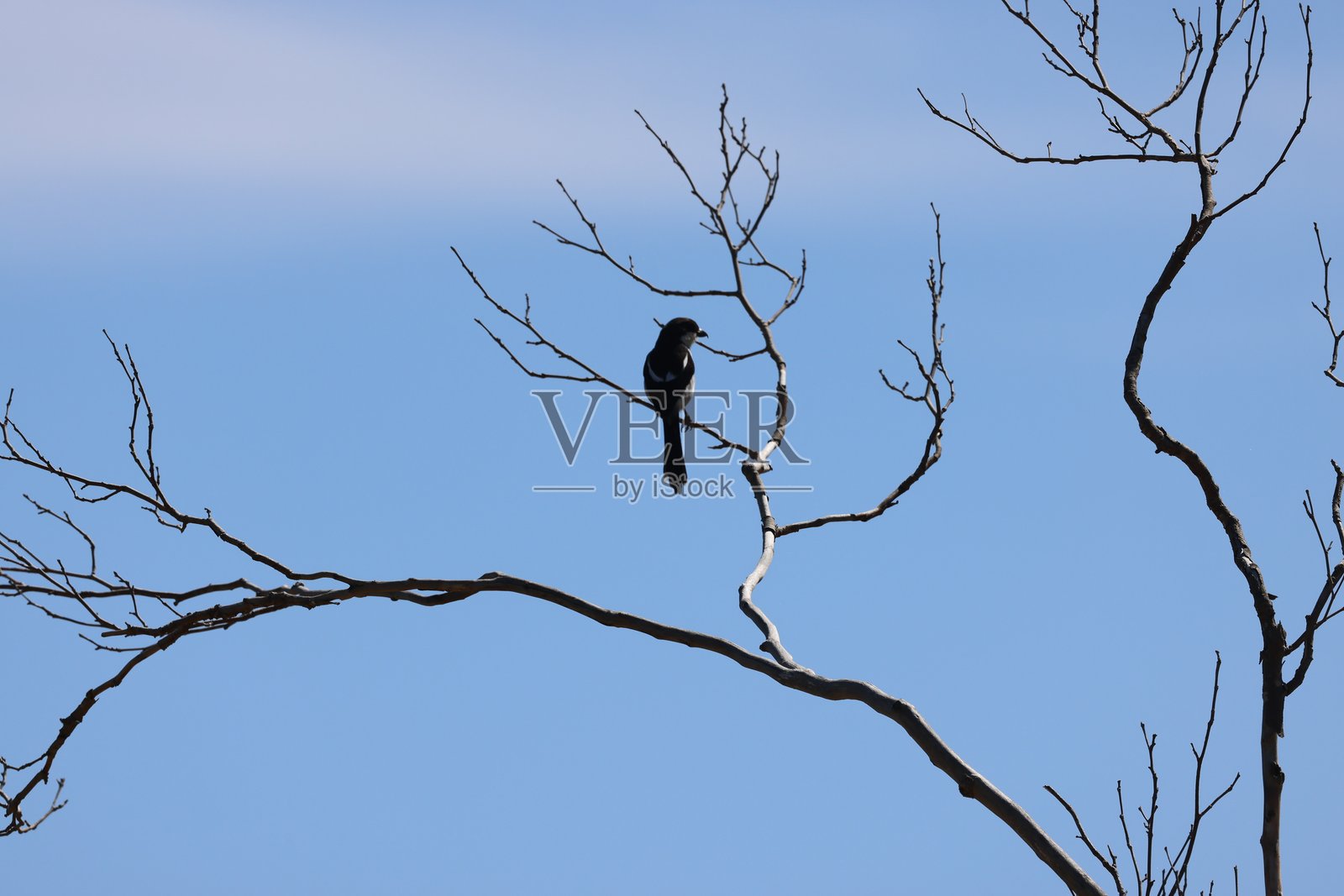 西开普省索美塞特西的树枝上的鸟照片摄影图片