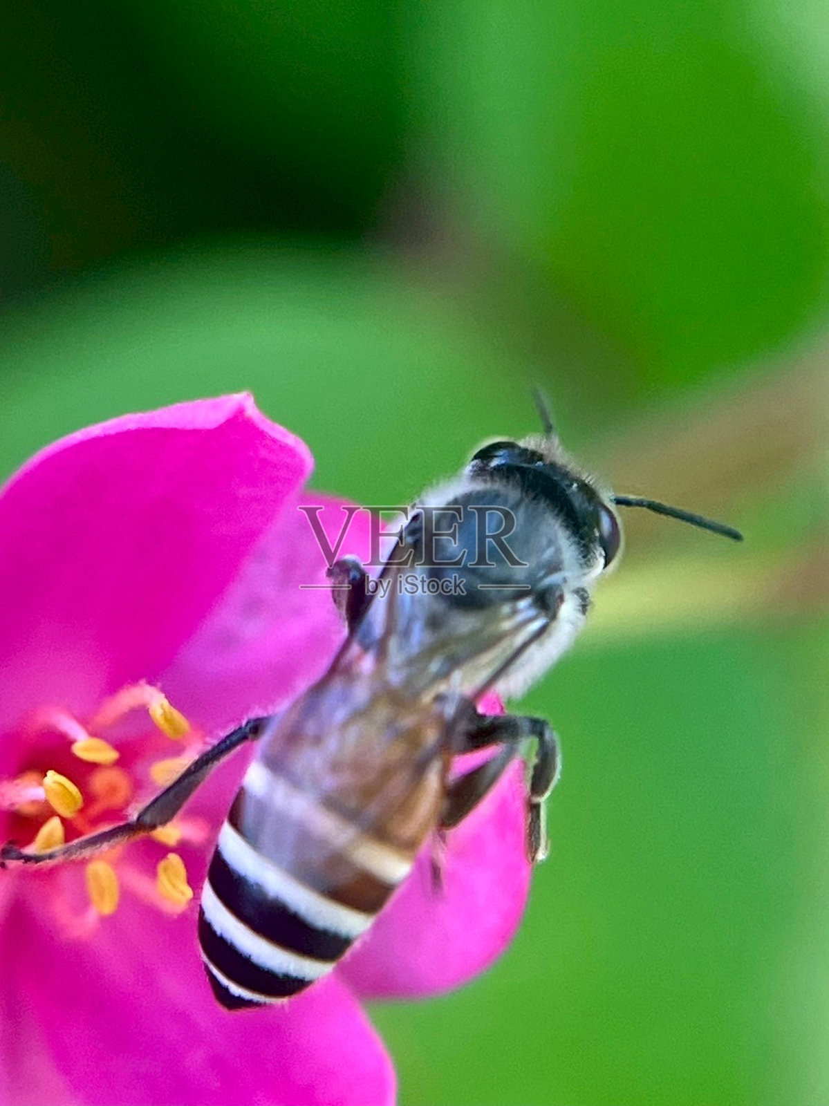 蜜蜂在花朵上授粉的特写镜头照片摄影图片