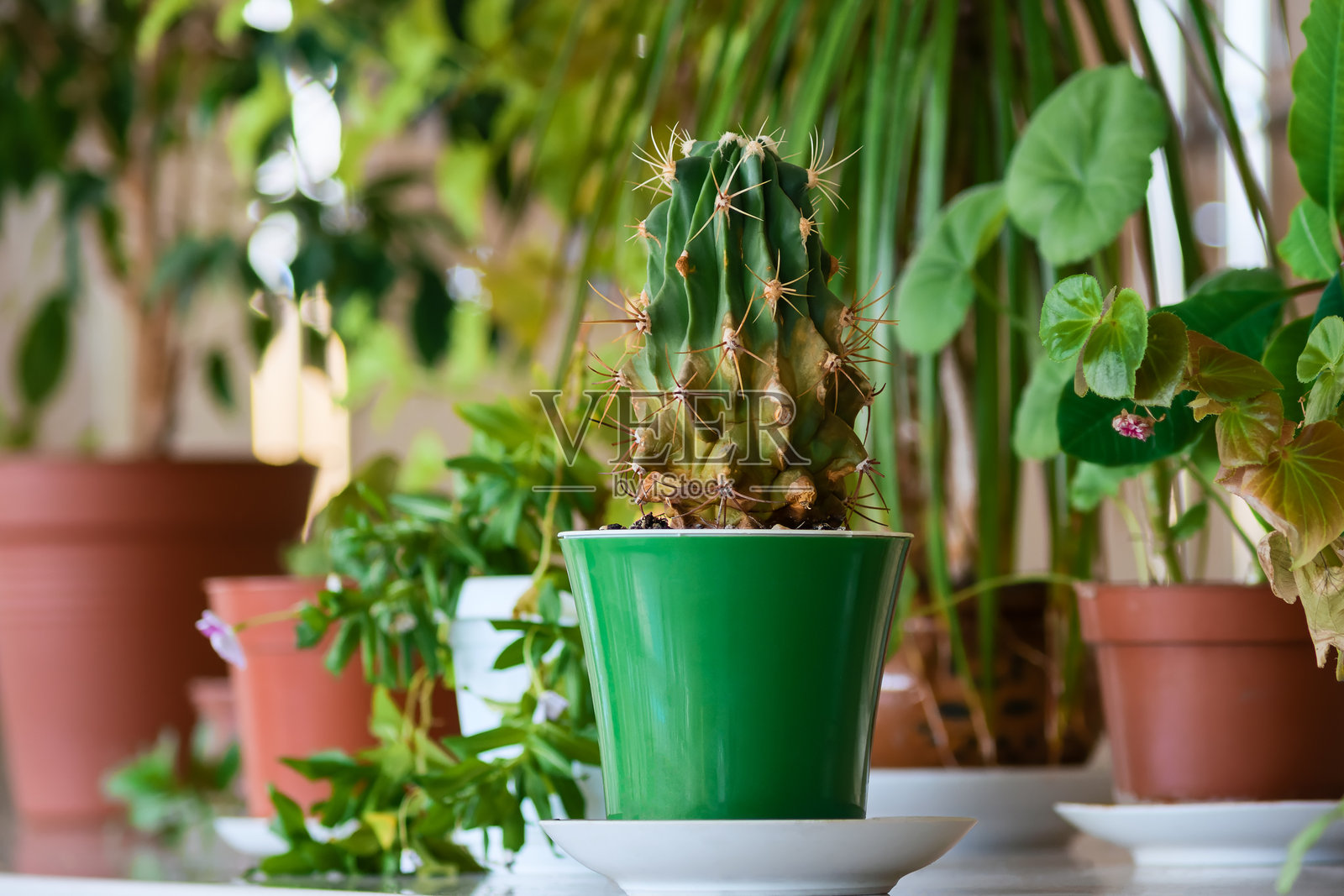 绿色的仙人掌在花盆中,背景是其他植物。照片摄影图片