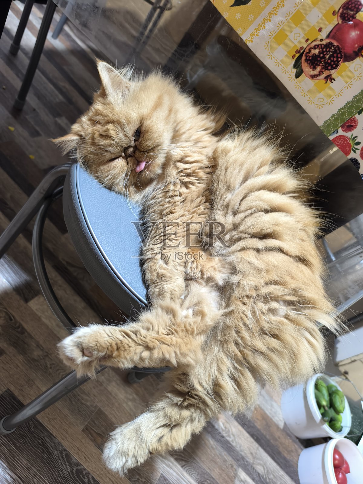 放松的波斯猫在椅子上打盹,舌头伸出,宠物的舒适与家庭的幸福照片摄影图片