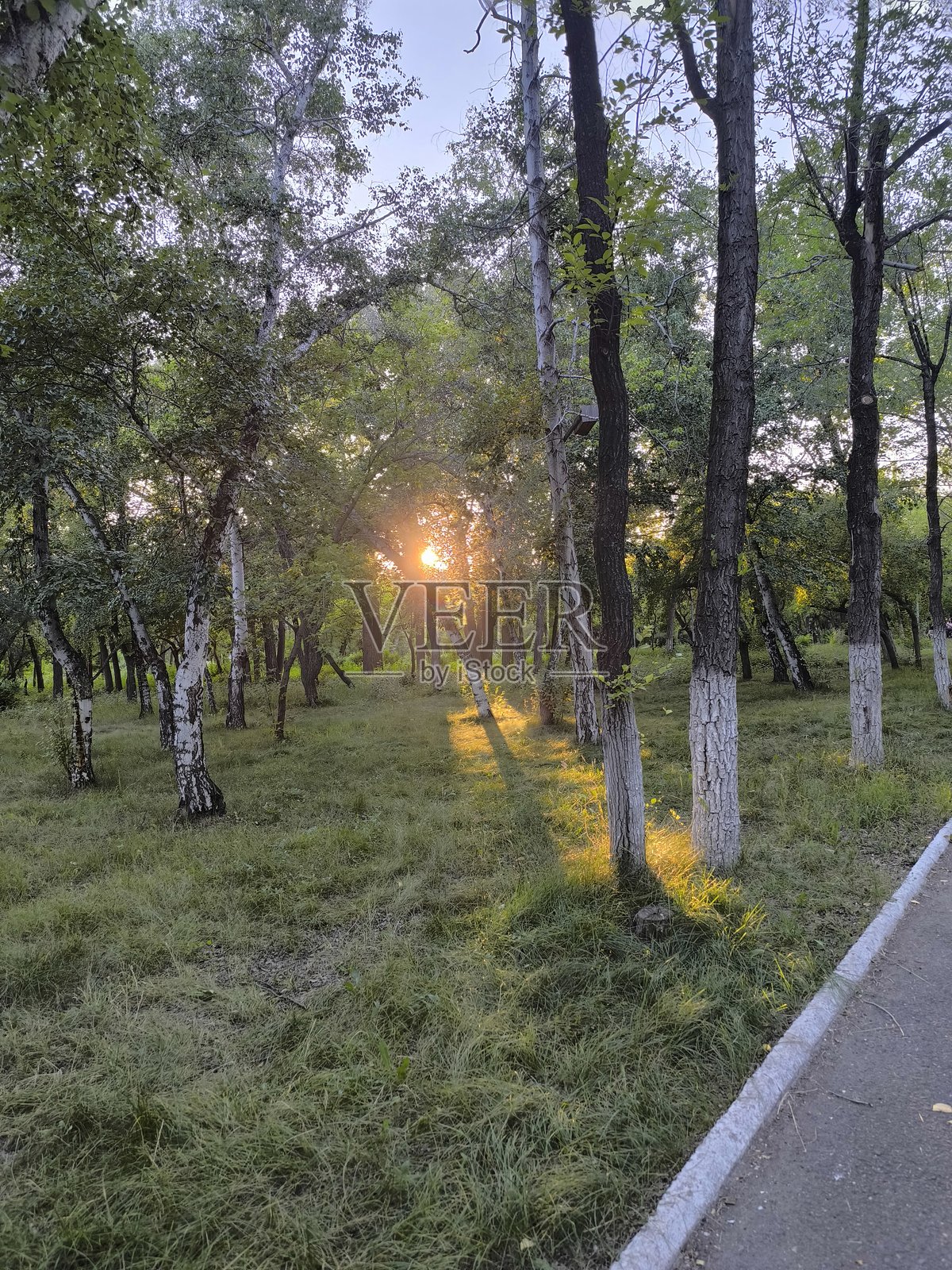 阳光洒落的森林空地,宁静的自然场景,树木与金色阳光,完美的背景素材照片摄影图片