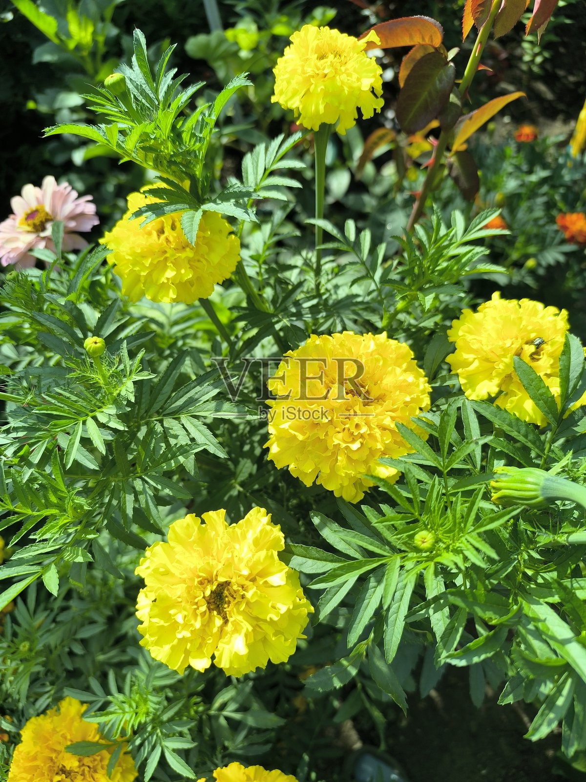 鲜艳的黄色万寿菊在郁郁葱葱的花园中盛开,捕捉夏季的精髓照片摄影图片