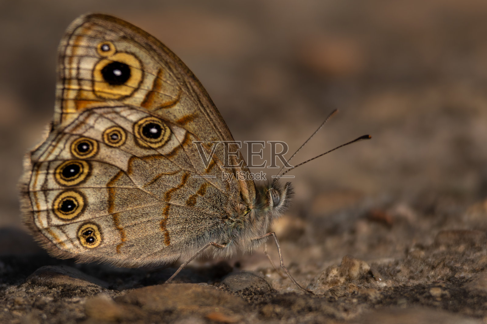 常见墙蝶特写静静栖息在森林地面上照片摄影图片