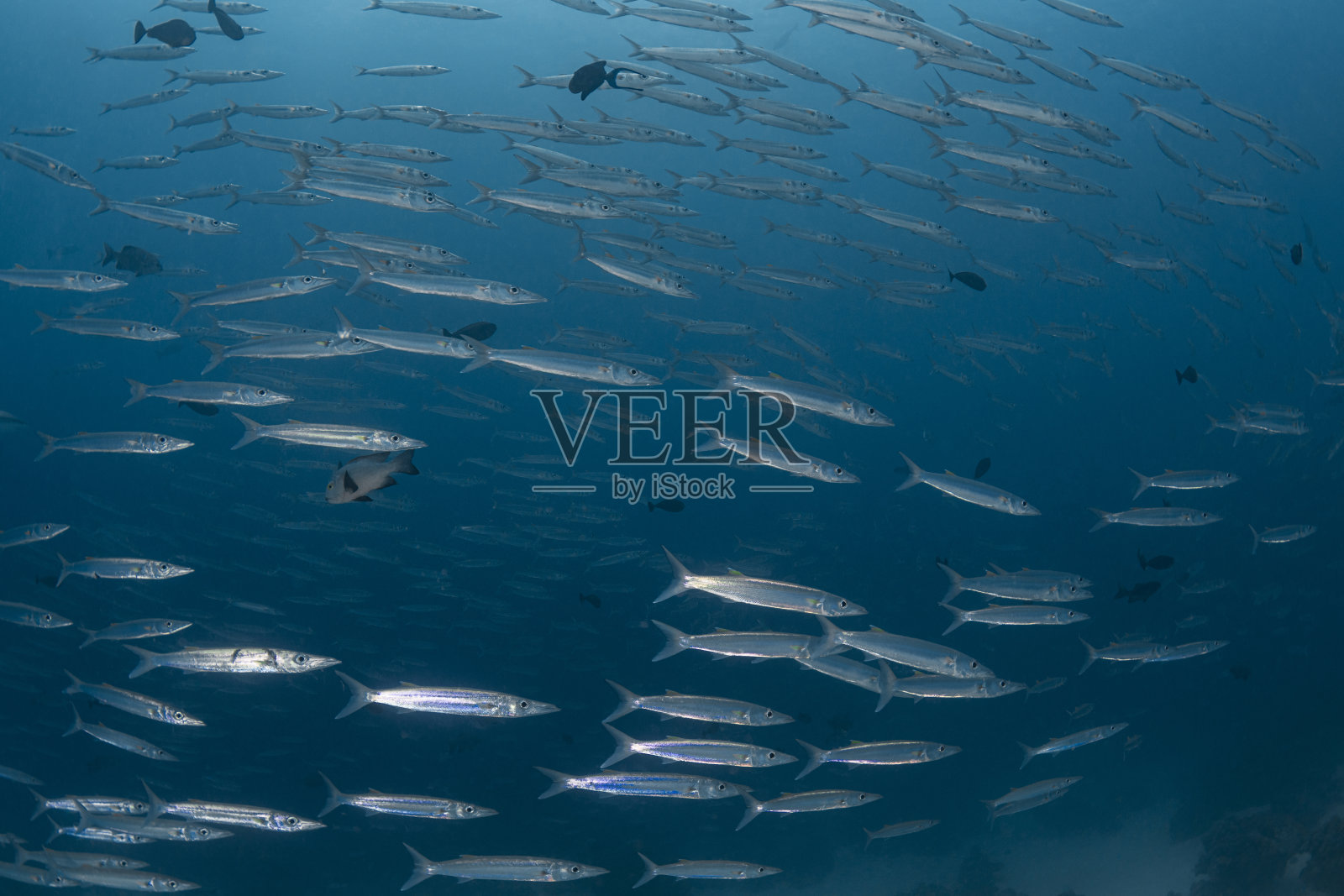 巴拉库达学校 - 帕劳,密克罗尼西亚照片摄影图片