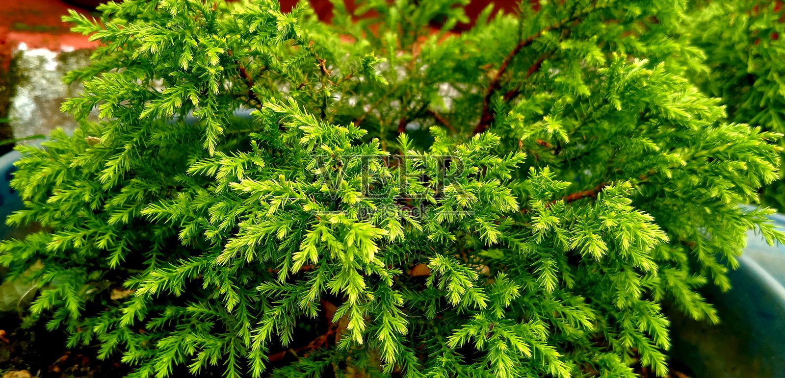 锥形柏树,浓密的常绿叶片修剪成整齐的锥形,为花园、小径和观赏景观增添了结构、色彩和优雅。照片摄影图片