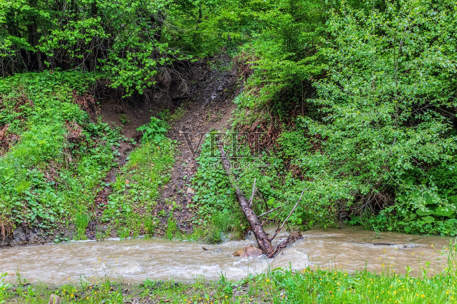森林,喀尔巴阡山脉,自然照片 - 欧洲,东欧,罗马尼亚 - 佳能 EOS 4000D照片摄影图片